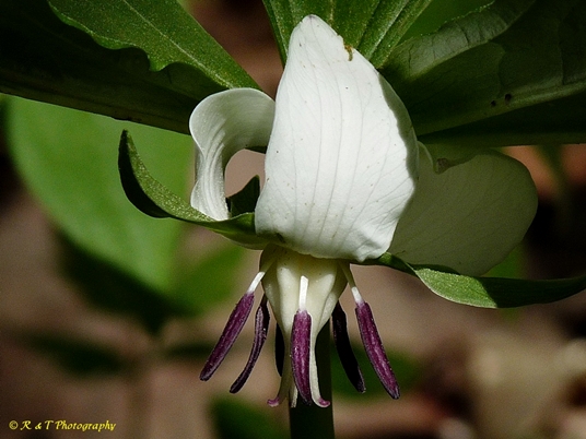 {Trillium rugelii}